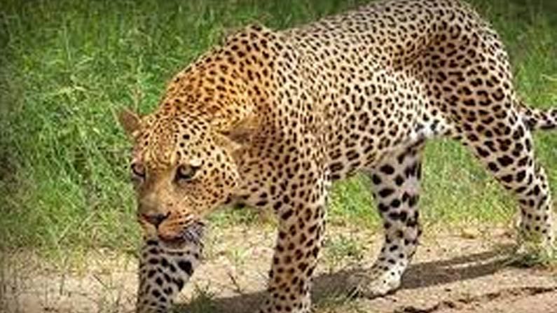 Leopard Attack: నాగర్ కర్నూల్ జిల్లాలో చిరుత బీభత్సం.. పశువుల పాకలో ఉన్న ఆవులు, గొర్రెలపై దాడి..