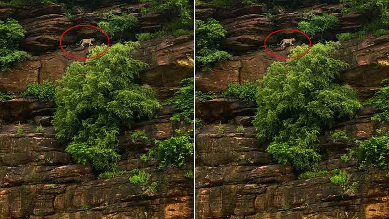 Viral Photo: నిటారు కొండపైకి ఎక్కిన చిరుత.. సీన్ మాములుగా ఉండదు.. చూస్తే షాక్ అవ్వాల్సిందే.!