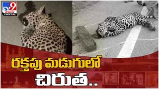 Viral Video: మహబూబ్‌నగర్‌ జిల్లాలో వింత సంఘటన.. పంది పాలు తాగిన పిల్లి.. వీడియో