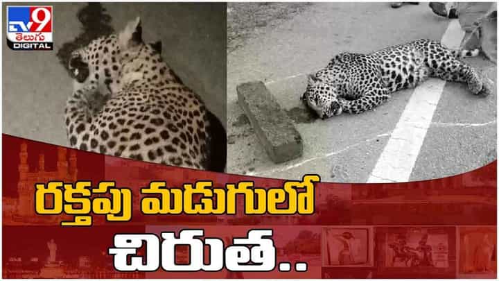 రక్తపు మడుగులో చిరుత.. మహబూబ్నగర్ జిల్లా 167వ జాతీయ రహదారిపై ప్రమాదం.. వీడియో రక్తపు మడుగులో చిరుత.. మహబూబ్నగర్ జిల్లా 167వ జాతీయ రహదారిపై ప్రమాదం.. వీడియో