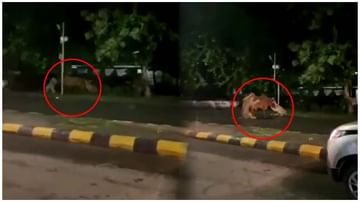 Viral Video: నడిరోడ్డుపై ఆవును ఎటాక్ చేసిన సింహాలు.. వేటను చూస్తే మీరూ షాకవుతారు.!