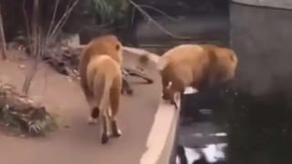 Viral News: వామ్మో.. పెళ్లి కాకముందే ఇన్ని కండీషన్సా..! ప్రియురాలికి ప్రియుడు పెట్టిన రూల్స్ తెలిస్తే..షాకవుతారు..