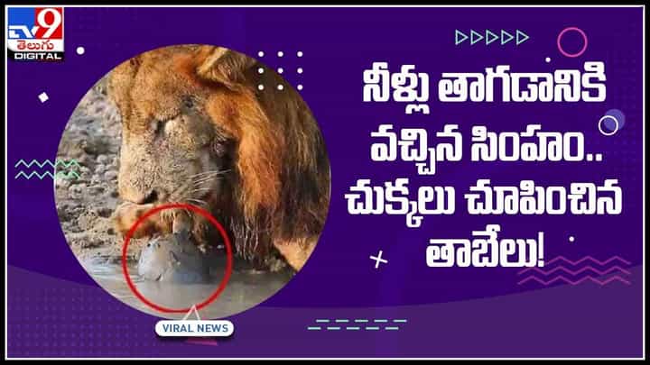 Lion and Tortoise video: నీళ్లు తాగడానికి వచ్చిన సింహం.. చుక్కలు చూపించిన తాబేలు..!(వీడియో) Lion and Tortoise video: నీళ్లు తాగడానికి వచ్చిన సింహం.. చుక్కలు చూపించిన తాబేలు..!(వీడియో)