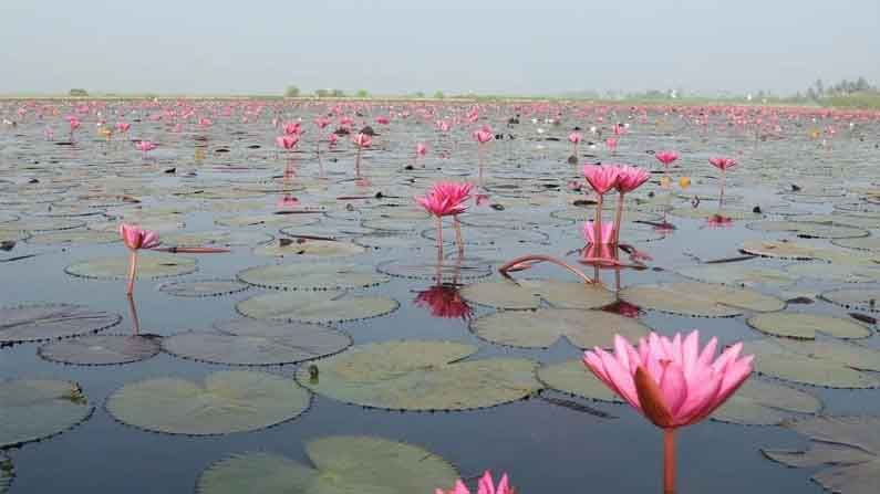 Vinayaka Chavathi: వినాయక చవితి వేళ విషాదం.. ప్రాణం తీసిన తామర పూలు.. భార్య చూస్తుండగానే భర్త మృతి!