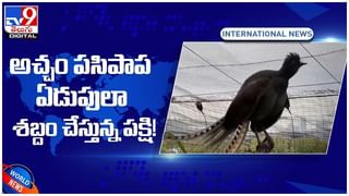 Panjshir Live Video: పంజ్ షేర్ లో తోడుదొంగల గెలుపు.. పరార్ లో తిరుగుబాటు నాయకుడు అమ్రుల్లా సలేహ్.. లైవ్ వీడియో..