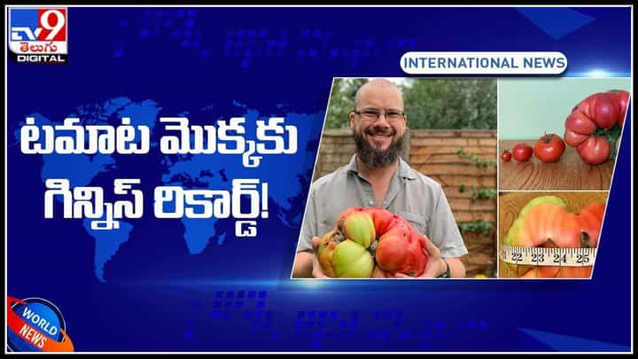 Guinness World Record: టమాట మొక్కకు గిన్నిస్ రికార్డ్..! గిన్నీస్ బుక్ ఆఫ్ రికార్డ్స్లో చోటు..(వీడియో) Guinness World Record: టమాట మొక్కకు గిన్నిస్ రికార్డ్..! గిన్నీస్ బుక్ ఆఫ్ రికార్డ్స్లో చోటు..(వీడియో)