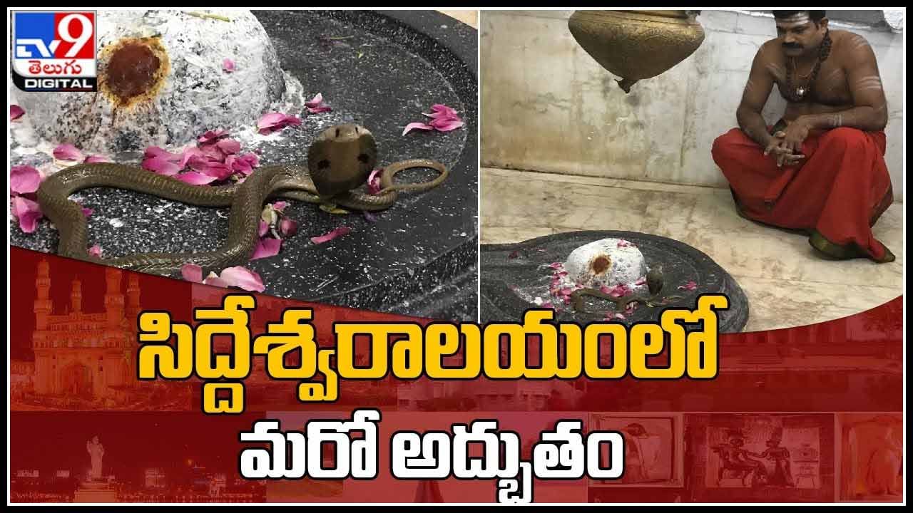 Miracle In Shiva Temple video: శివలింగాన్ని తాకిన సూర్యకిరణాలు.. అదే సమయంలో నాగుపాము చేసిన అద్భుతం(వీడియో)