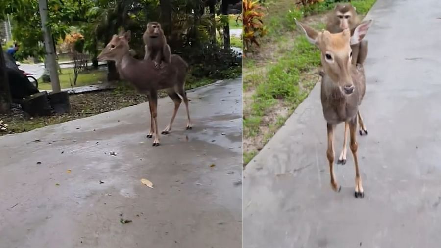 Viral Video: ఈ కోతి భలే హుషారైనది..! జింకపై కూర్చొని స్వారీ చేస్తుంది.. వీడియో చూస్తే నవ్వకుండా ఉండలేరు..