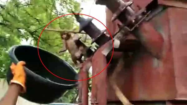 Monkey Video: అయ్యో పాపం.. ట్రాన్స్ఫార్మర్లో ఇరుక్కున్న కోతి పిల్ల.. ఆ తరువాత ఏం జరిగిందంటే..