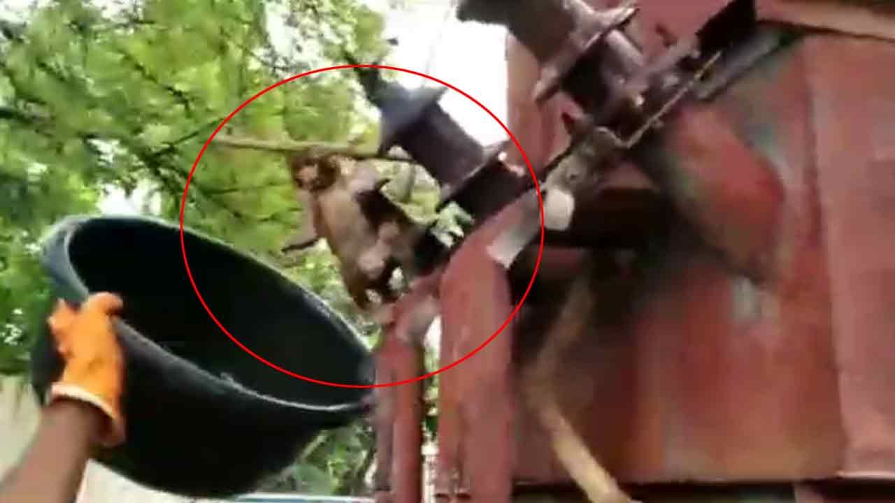 Monkey Video: అయ్యో పాపం.. ట్రాన్స్‌ఫార్మర్‌లో ఇరుక్కున్న కోతి పిల్ల.. ఆ తరువాత ఏం జరిగిందంటే..