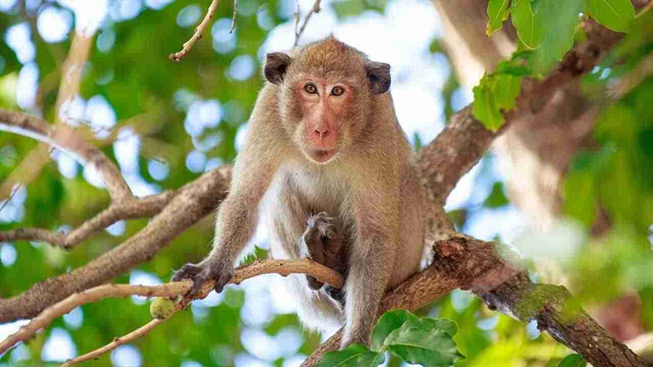 Monkey Revenge: విలన్‌గా మారిన కోతి.. రివేంజ్ తీర్చుకోవడానికి ఏకంగా 22 కిలోమీటర్లు ప్రయాణించింది..