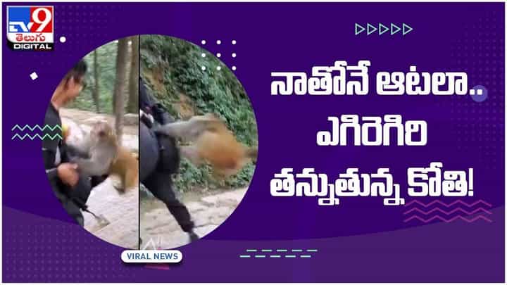 Viral Video: ఈ కోతికి తిక్కుంది.. దానికో లెక్కా ఉంది.. నాతోనే ఆటలా.. ఎగిరెగిరి తన్నుతున్న కోతి.. నెట్టింట్లో వీడియో వైరల్ Viral Video: ఈ కోతికి తిక్కుంది.. దానికో లెక్కా ఉంది.. నాతోనే ఆటలా.. ఎగిరెగిరి తన్నుతున్న కోతి.. నెట్టింట్లో వీడియో వైరల్