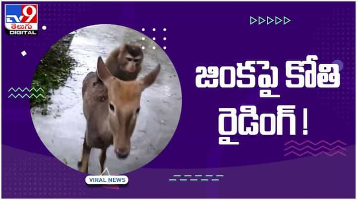 Viral Video: హుషారైన కోతి.. జింకపై కూర్చొని స్వారీ.. వీడియో చూస్తే నవ్వకుండా ఉండలేరు.. వీడియో Viral Video: హుషారైన కోతి.. జింకపై కూర్చొని స్వారీ.. వీడియో చూస్తే నవ్వకుండా ఉండలేరు.. వీడియో
