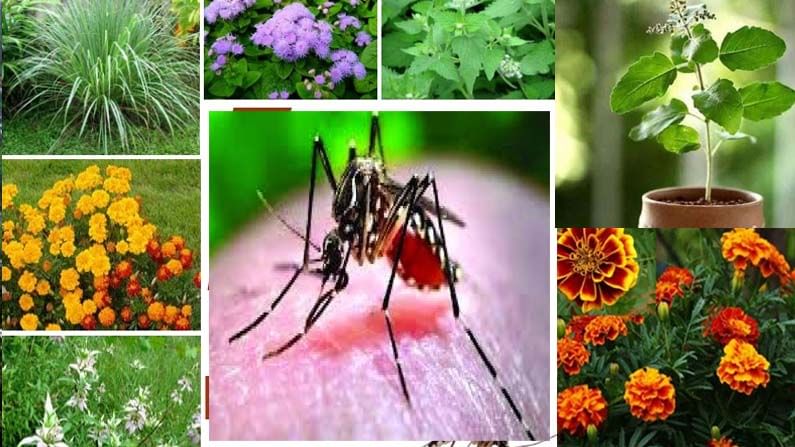 Mosquito-Plant: ఈ చిట్కాలు పాటిస్తే.. మీ ఇంట్లో ఒక్క దోమ లేకుండా పరార్..