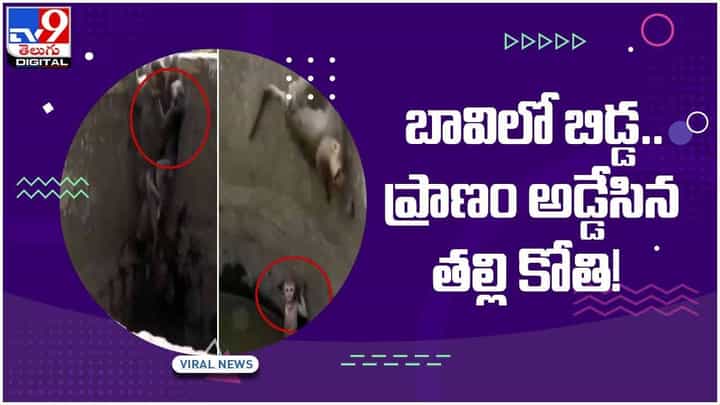 బావిలో బిడ్డ.. ప్రాణం అడ్డేసిన తల్లి కోతి! తల్లి ప్రేమ అంటే ఇదేనంటూ నెటిజన్ల కామెంట్స్.. వీడియో బావిలో బిడ్డ.. ప్రాణం అడ్డేసిన తల్లి కోతి! తల్లి ప్రేమ అంటే ఇదేనంటూ నెటిజన్ల కామెంట్స్.. వీడియో