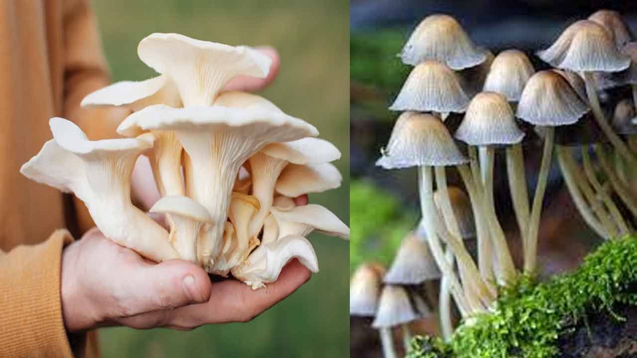 Mushrooms: సంప్రదాయవైద్యంలో చైనా, జపాన్‌లో ఇప్పటికీ పుట్ట గొడుగులది అగ్రస్థానమే.. మష్రూమ్స్‌తో ఆరోగ్య ప్రయోజనాలు ఎన్నో..