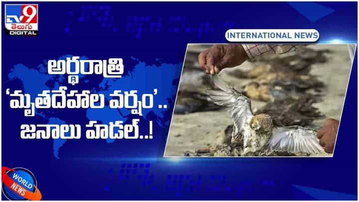 Viral Video: ఇండోనేషియాలో దారుణం.. కుప్పకూలిన వందలాది పక్షులు.. వీడియో Viral Video: ఇండోనేషియాలో దారుణం.. కుప్పకూలిన వందలాది పక్షులు.. వీడియో