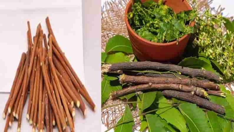 Neem Sticks: మనకు ఉచితంగా దొరికే వేపపుల్లలు.. అమెరికాలో ఆన్‌లైన్‌లో పెట్టిమరీ అమ్మకం..  ఒక్కటి ఎంత ధరో తెలిస్తే షాక్