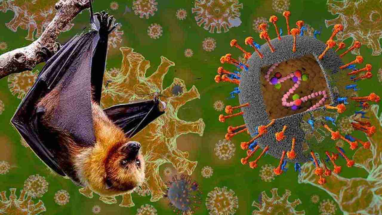 Nipah Virus: నిపా వైరస్‌తో జాగ్రత్త..! ఏ వయసువారు ఎక్కువగా ప్రమాదంలో ఉన్నారంటే..?