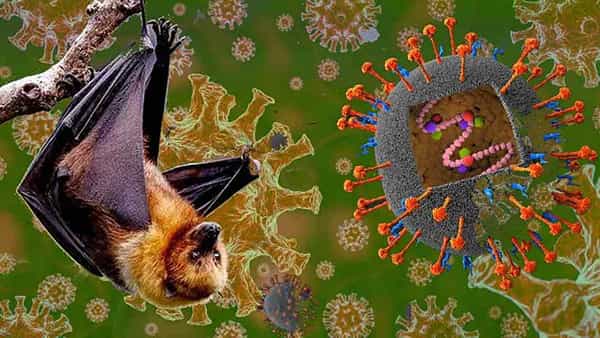 Nipah Virus: నిపా వైరస్తో జాగ్రత్త..! ఏ వయసువారు ఎక్కువగా ప్రమాదంలో ఉన్నారంటే..?