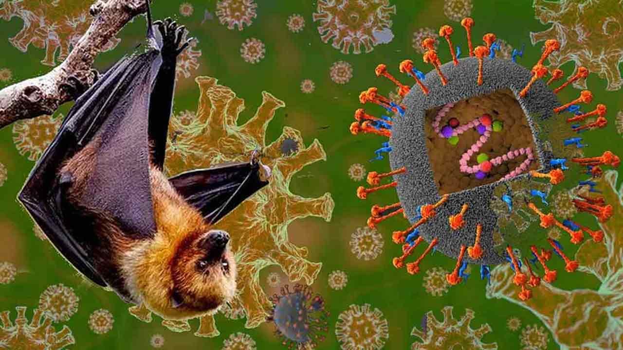 Nipah Virus: నిపా వైరస్‌తో జాగ్రత్త..! ఏ వయసువారు ఎక్కువగా ప్రమాదంలో ఉన్నారంటే..?