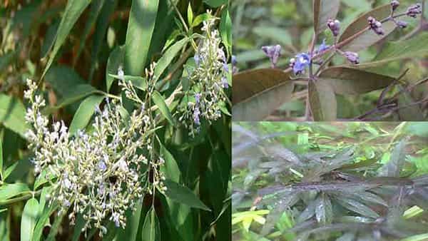 Nirgundi Benefits: చవితి పూజలోనే కాదు.. ఎటువంటి కీళ్లనొప్పులు, వాపులనైనా ఇట్టే మాయం చేసే వావిలి.. ఇప్పుడు ఆన్లైన్లో అమ్మకం