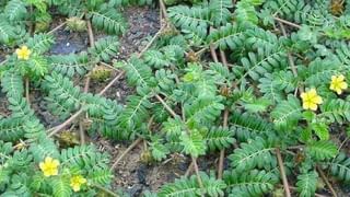 Yoga Precautions: యోగా చేసే సమయంలో ఈ తప్పులు చేస్తున్నారా.? చాలా డేంజర్‌.. అవేంటంటే..