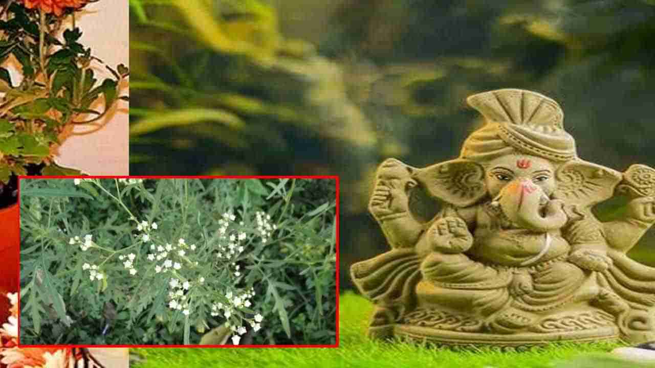 Vinayaka chavithi: గణపతి పూజలో ఈ మొక్క ఉంటే చాలా డేంజర్.. ఎందుకో తెలుసా..