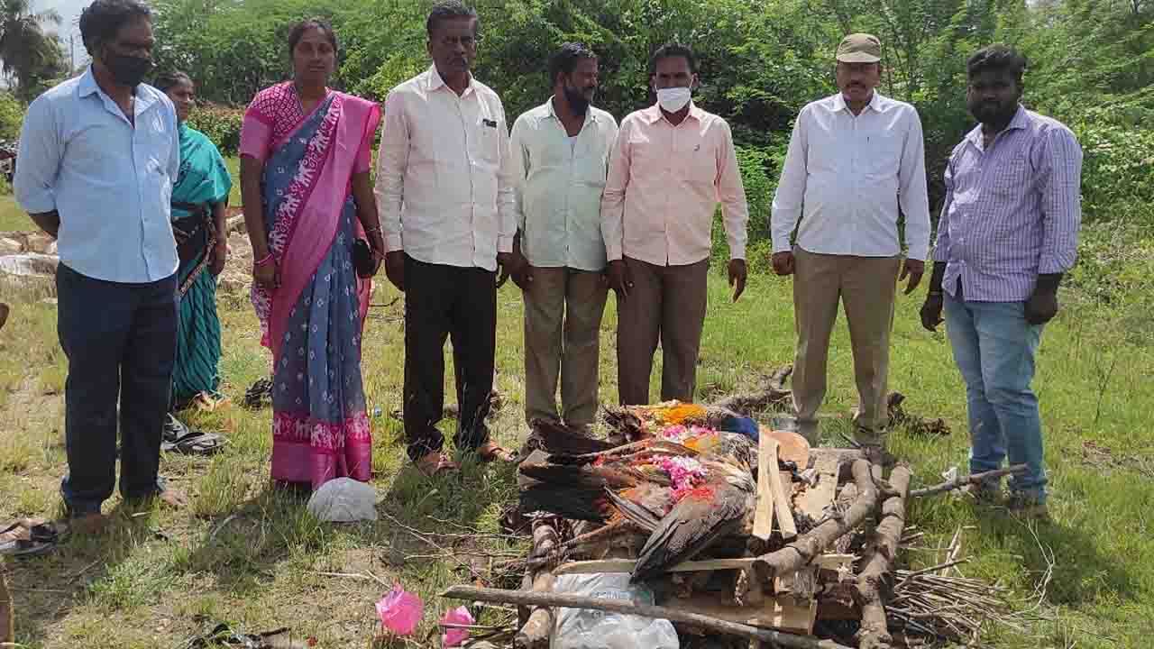 Peacocks dead: చిత్తూరు జిల్లాలో ఐదు నెమళ్లు మృతి.. కుంట వద్ద పడి ఉన్న కళేబరాలు..