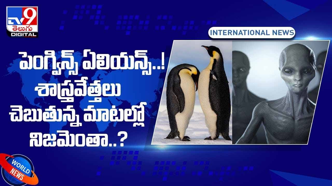 పెంగ్విన్లే ఏలియన్సా..? శాస్త్రవేత్తలు చెబుతున్న మాటల్లో నిజమెంతా..?