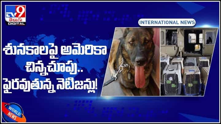 మిలిట్రీ శునకాలను అఫ్గాన్లోనే వదిలిన అమెరికాపై ఓ ఆట ఆడుకుంటున్న నెటిజన్లు..!(వీడియో): US Military Dogs. మిలిట్రీ శునకాలను అఫ్గాన్లోనే వదిలిన అమెరికాపై ఓ ఆట ఆడుకుంటున్న నెటిజన్లు..!(వీడియో): US Military Dogs.