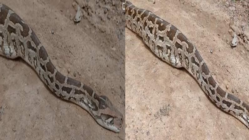 Python Dead: కొండచిలువ ఆకలి తీర్చుకోవడనికి వెళ్లి.. చేపలను కడుపారా తింది.. అంతలోనే ఆయువు పోయింది