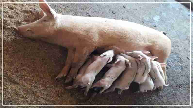 Pig Farming: బ్యాంక్ ఉద్యోగం వదిలి పెట్టాడు.. మెలకువలు నేర్చుకున్నాడు.. లక్షలు సంపాదిస్తున్నాడు.. ఇది ఎలా సాధ్యమైందో తెలుసా..