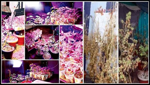Ganja Nursery: విల్లాలో గంజాయి సాగు.. ఎంబీఏ కోసం భారత్కు వచ్చి రూ.కోట్లల్లో వ్యాపారం.. చివరకు..