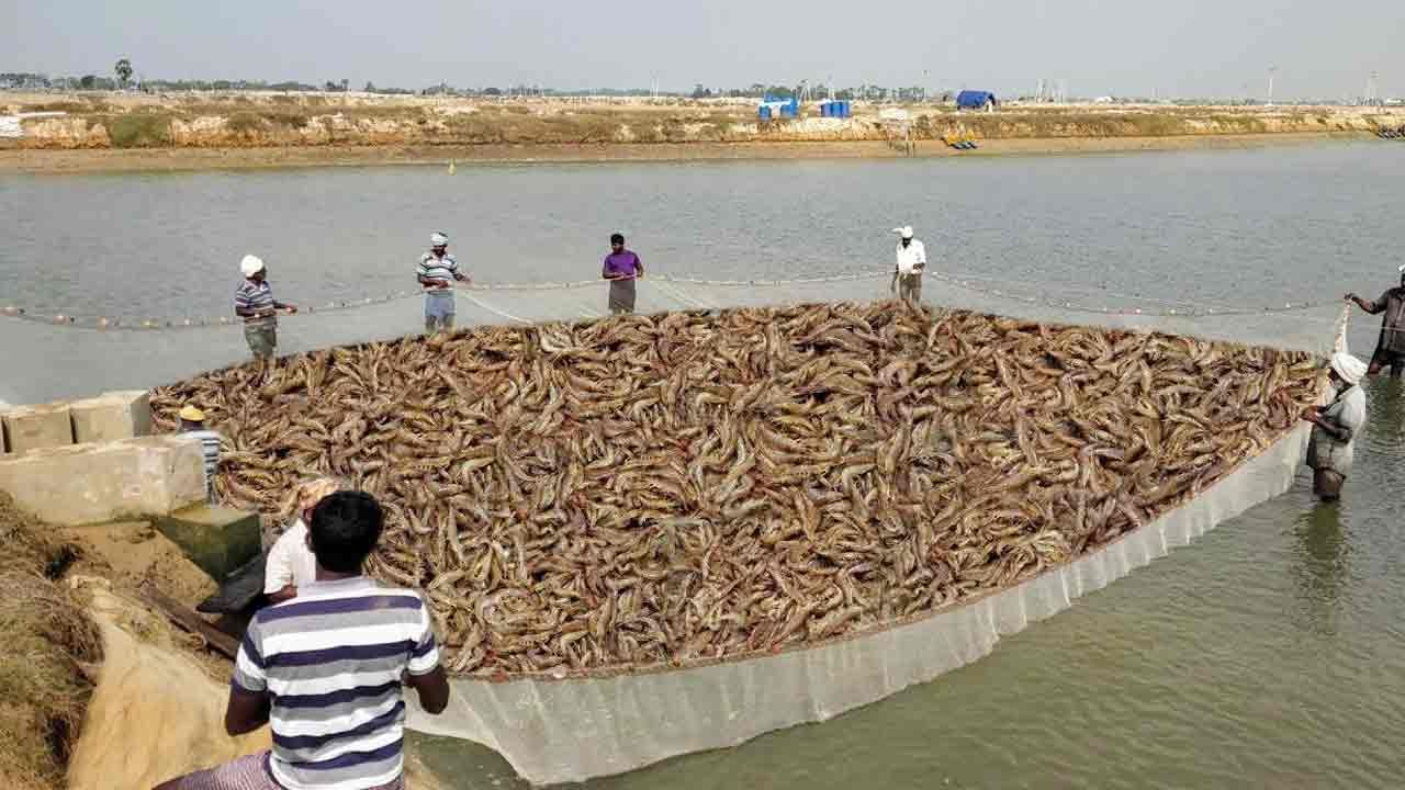 Fish Ponds: విశాఖ జిల్లాలోని అనధికార రొయ్యల చెరువులపై రెవెన్యూ, మత్స్యశాఖ అధికారుల దాడులు