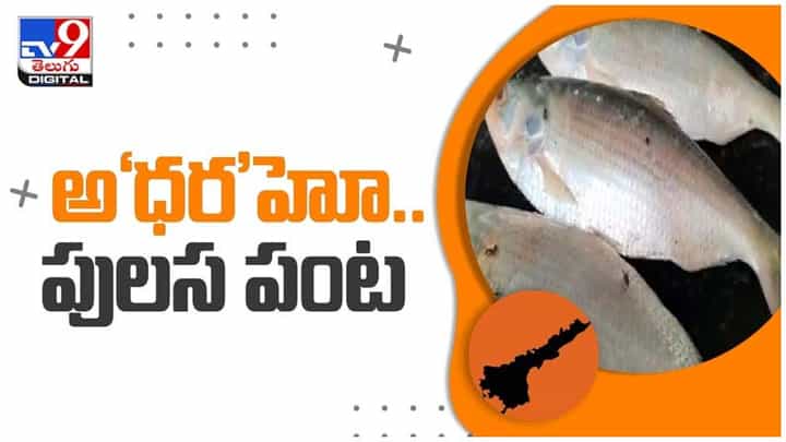 Pulasa Fish: యానాంలో దర్శనమిచ్చిన పులసలు.. ఒక్కో చేప ఎంత ధర పలికిందో తెలిస్తే నోరెళ్లబెడతారు.. వీడియో Pulasa Fish: యానాంలో దర్శనమిచ్చిన పులసలు.. ఒక్కో చేప ఎంత ధర పలికిందో తెలిస్తే నోరెళ్లబెడతారు.. వీడియో
