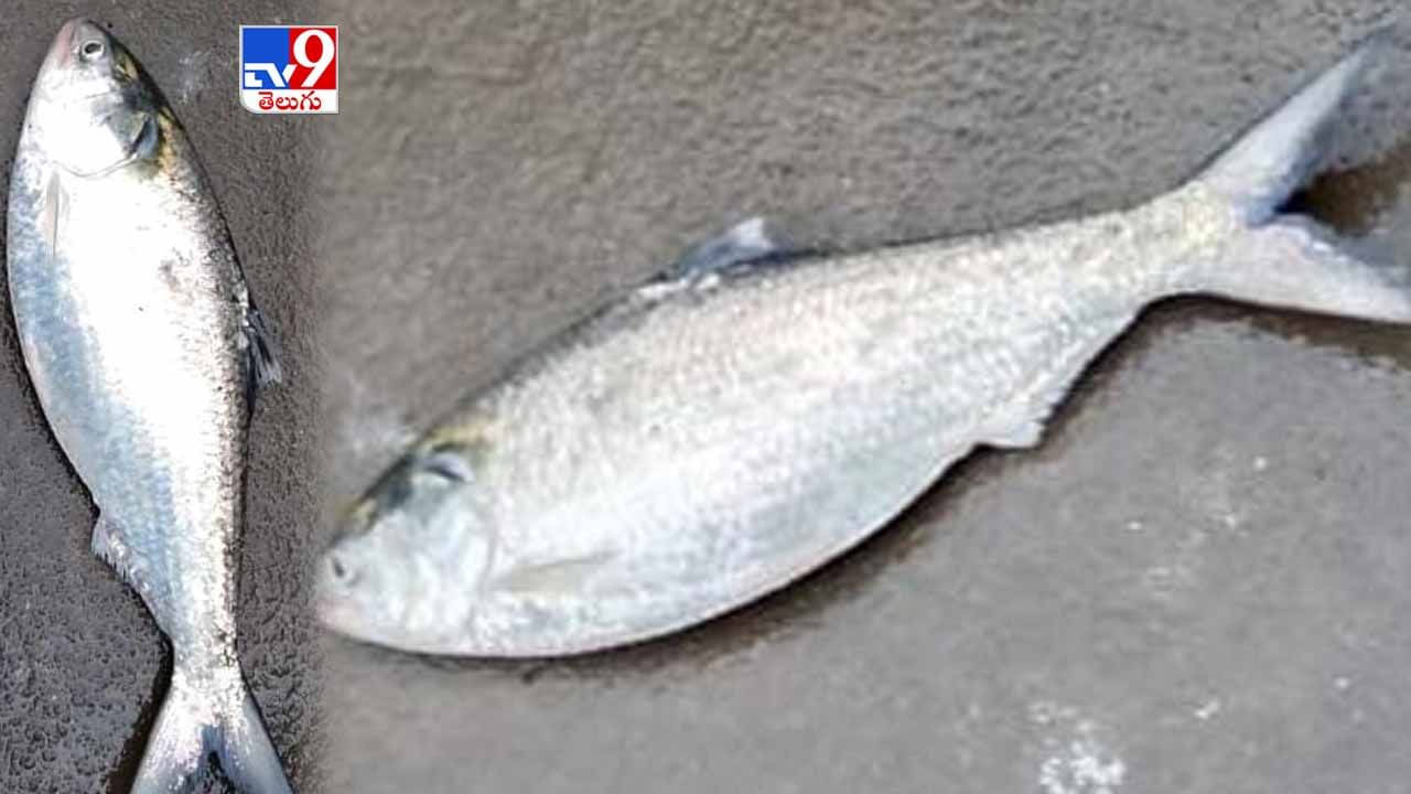 Pulasa Fish: జాలర్ల వలకు చిక్కిన పులస చేప.. ధర ఎంత పలికిందో తెలిస్తే షాకవుతారు.!
