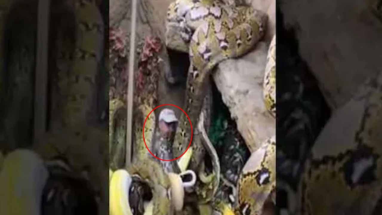 Viral Video: భారీ అనకొండల మధ్యలో ఇరుక్కున్న వ్యక్తి.. వీడియో చూడాలంటే ధైర్యం ఉండాల్సిందే.!