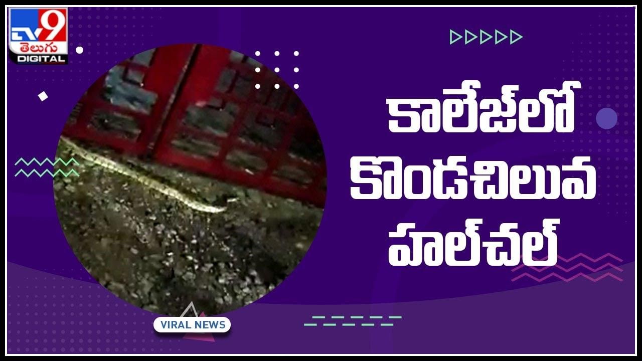 Snake Viral Video: వరంగల్‌ పాలిటెక్నిక్‌ కాలేజ్ లో కొండచిలువ హల్ చల్.. వైరల్ వీడియో