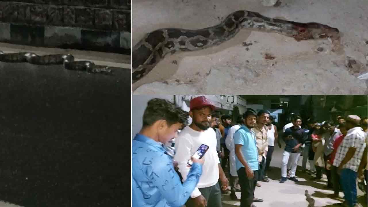 Python Hulchul: తెలంగాణాలో అడవులను వదిలి జనావాస బాట పట్టిన కొండచిలువలు.. భయబ్రాంతుల్లో ప్రజలు