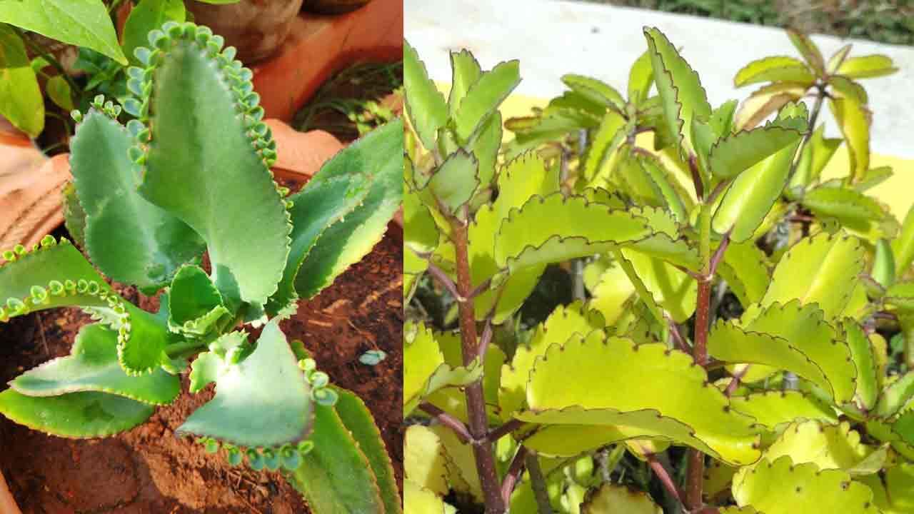 Miracle Plant: మన ఇంటి సంజీవని.. ఈ మొక్క ఇంట్లో ఉంటే డాక్టర్ మీదగ్గర ఉన్నట్లే.. ఈ ఆకుతో పైల్స్‌కు శాశ్వతంగా చెక్