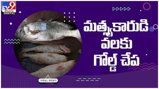 Viral Video: మంచు పర్వతాల్లో తోడేళ్లు, ఎలుగుబంటి ఫైట్‌.. నెట్టింట్లో వైరల్‌గా మారిన వీడియో