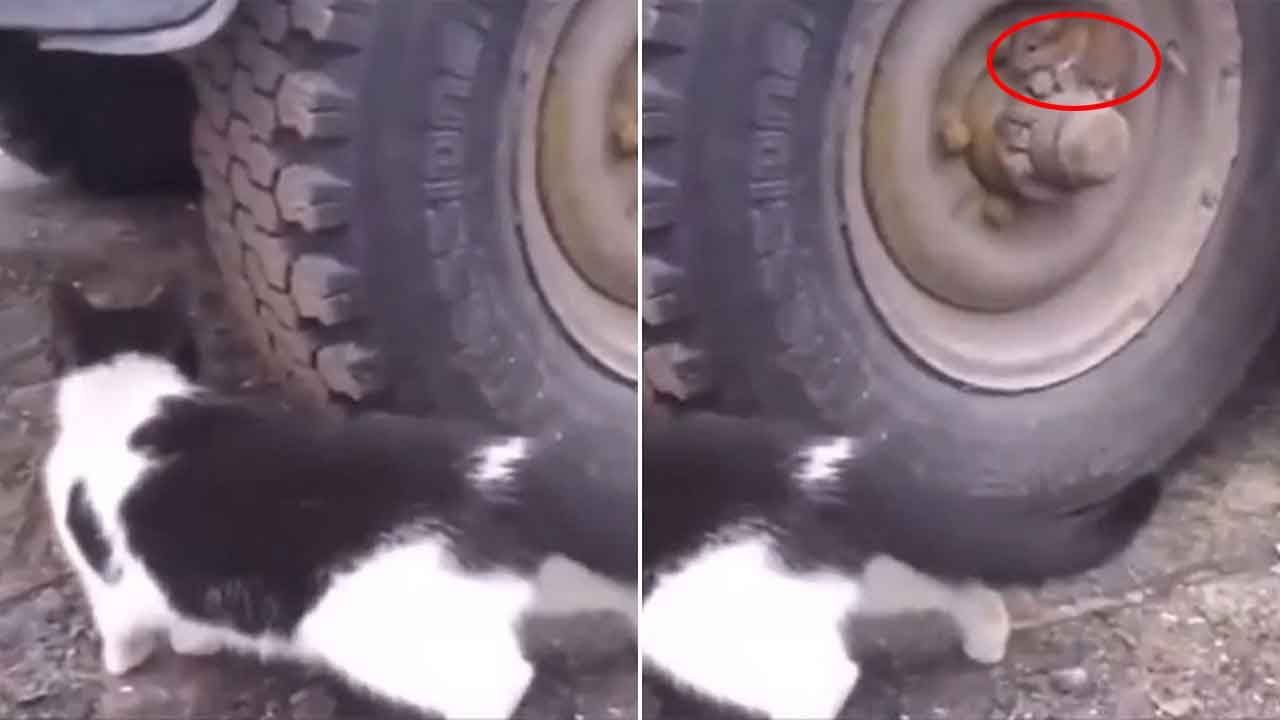 Viral Video - Cat vs Rat: పిల్లిని వెంగళప్పను చేసి ఆడేసుకున్న ఎలుక.. వీడియో చూస్తే పడి పడి నవ్వుతారు..