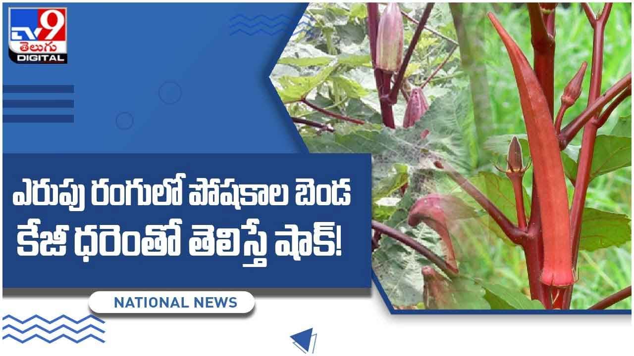 Red Ladyfinger: ఎరుపు రంగులో పోషకాల బెండ, కేజీ ధరెంతో తెలిస్తే షాక్‌.. వీడియో