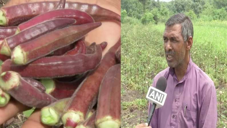 Red Bhindi: ఎర్ర బెండకాయలను పండిస్తున్న రైతు.. ఇవి ఆరోగ్యానికి ఆరోగ్యం.. లాభసాటి అంటున్న అన్నదాత