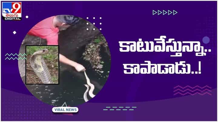 Viral Video: కింగ్ కోబ్రాతో యువకుడి ఫైట్.. కాటువేస్తున్నా.. కాపాడాడు..! వీడియో Viral Video: కింగ్ కోబ్రాతో యువకుడి ఫైట్.. కాటువేస్తున్నా.. కాపాడాడు..! వీడియో