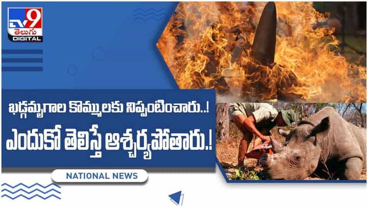 Viral Video: ఖడ్గమృగాల కొమ్ములకు నిప్పు పెట్టారు.. ఎందుకలా చేశారో తెలిస్తే ఆశ్చర్యం! వీడియో Viral Video: ఖడ్గమృగాల కొమ్ములకు నిప్పు పెట్టారు.. ఎందుకలా చేశారో తెలిస్తే ఆశ్చర్యం! వీడియో