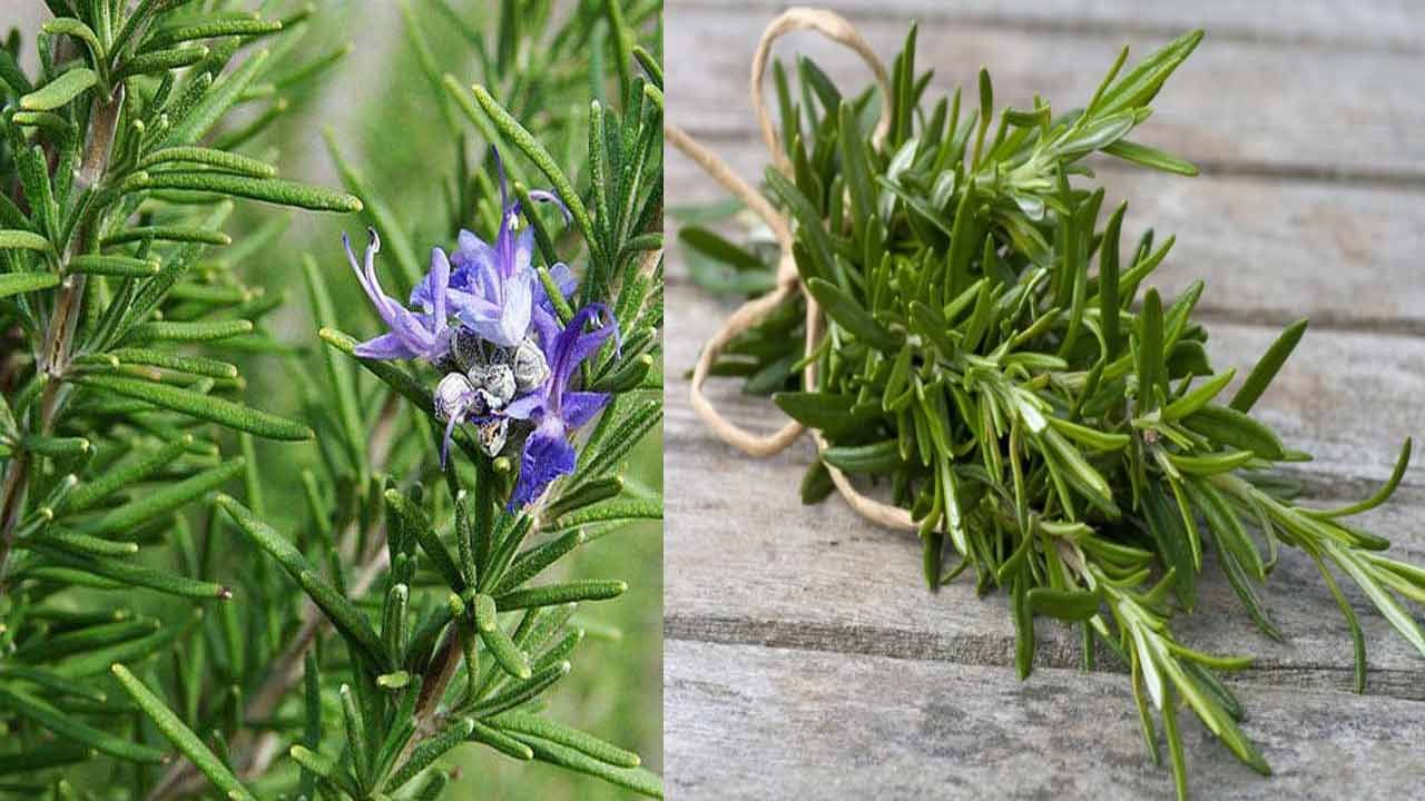 rosemary-plant-care-hindi-how-to-grow-care-rosemary-plant-in-pots