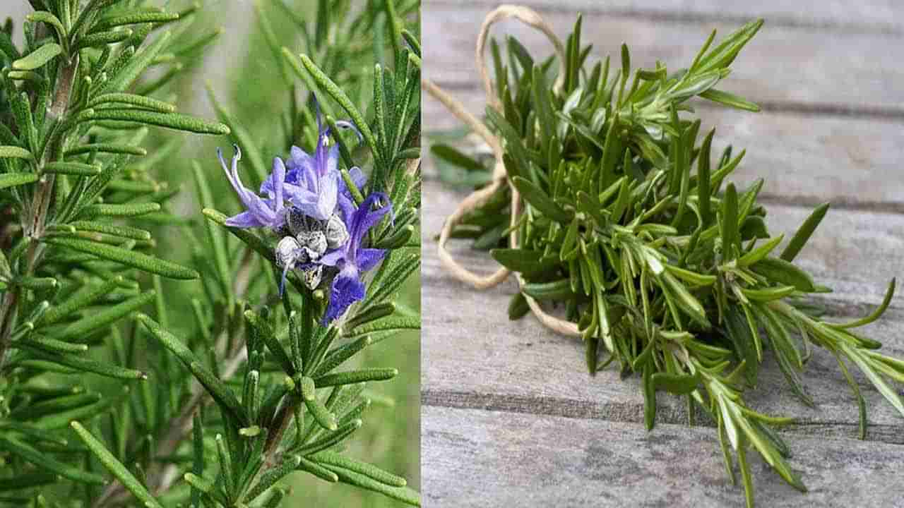 Rosemary: ఈ మొక్కతో వైరల్ ఇన్ఫెక్షన్స్, ఒత్తిడి ఫసక్.. రోగ నిరోధక శక్తిని పెంచే రోజ్మేరీ మొక్కతో ఎన్నో ప్రయోజనాలు..