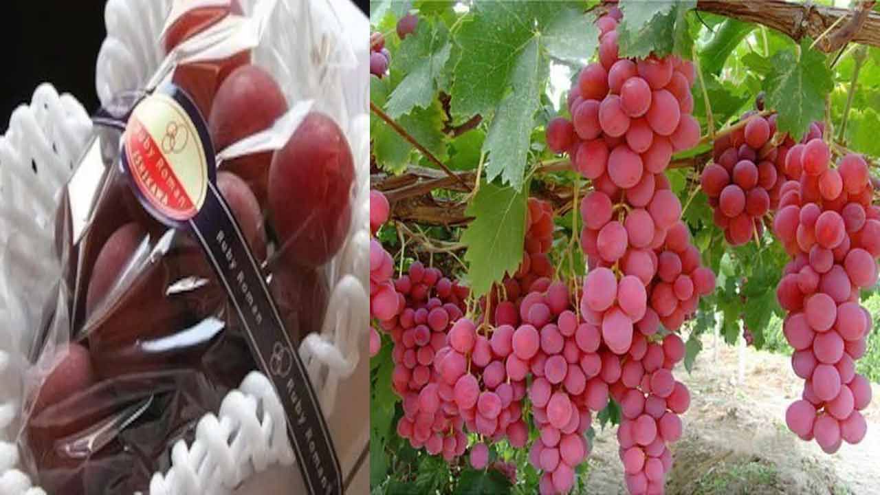 Ruby Roman Grapes: ప్రపంచ ప్రసిద్ధి చెందిన అత్యంత విలాసవంతమైన, ఖరీదైన ద్రాక్ష.. ఒక గుత్తి ధర వేలల్లో.. ఎక్కంటే